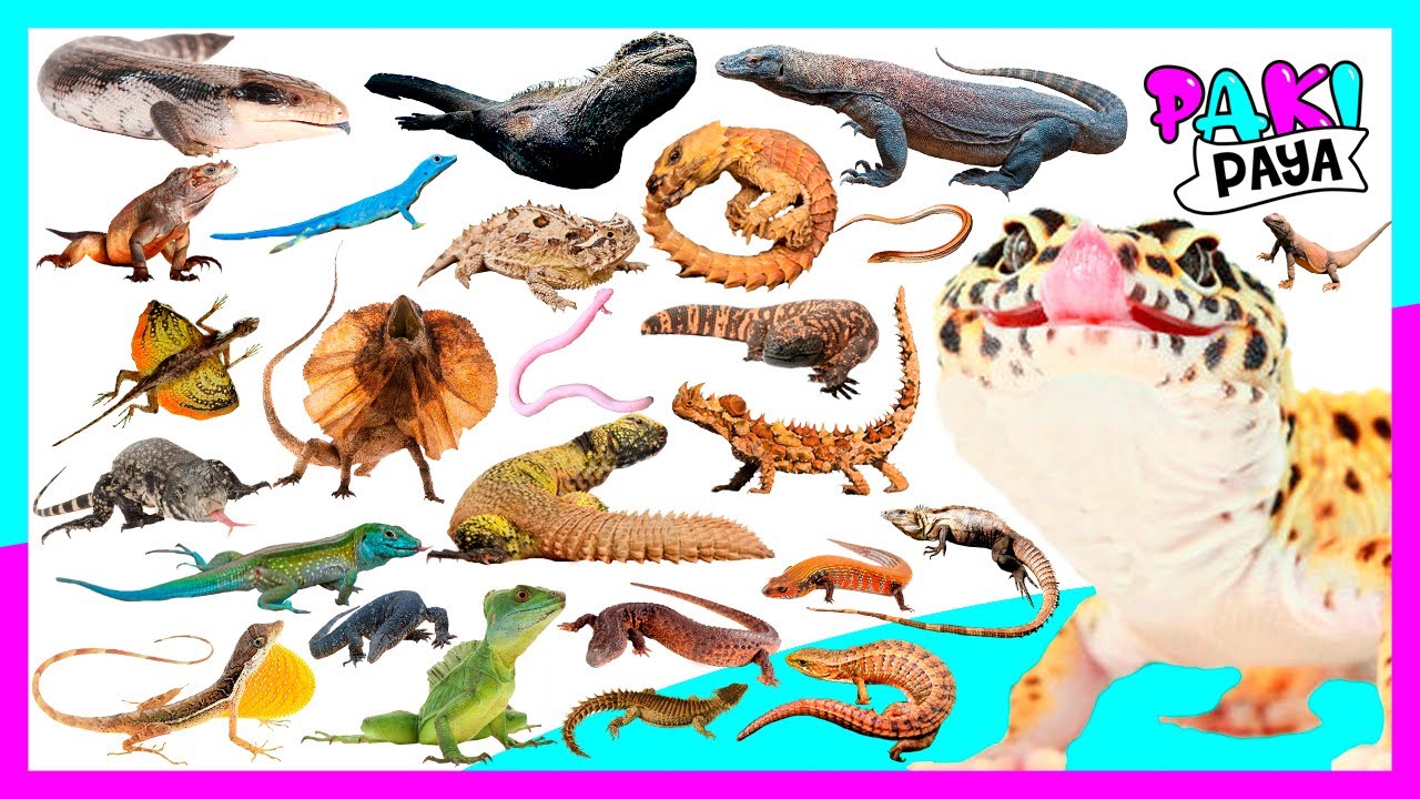 ¡TIPOS DE LAGARTOS! 27 Fascinating Types of Lizards 🦎🦎 Eidechsen - 도마뱀 Video educativo