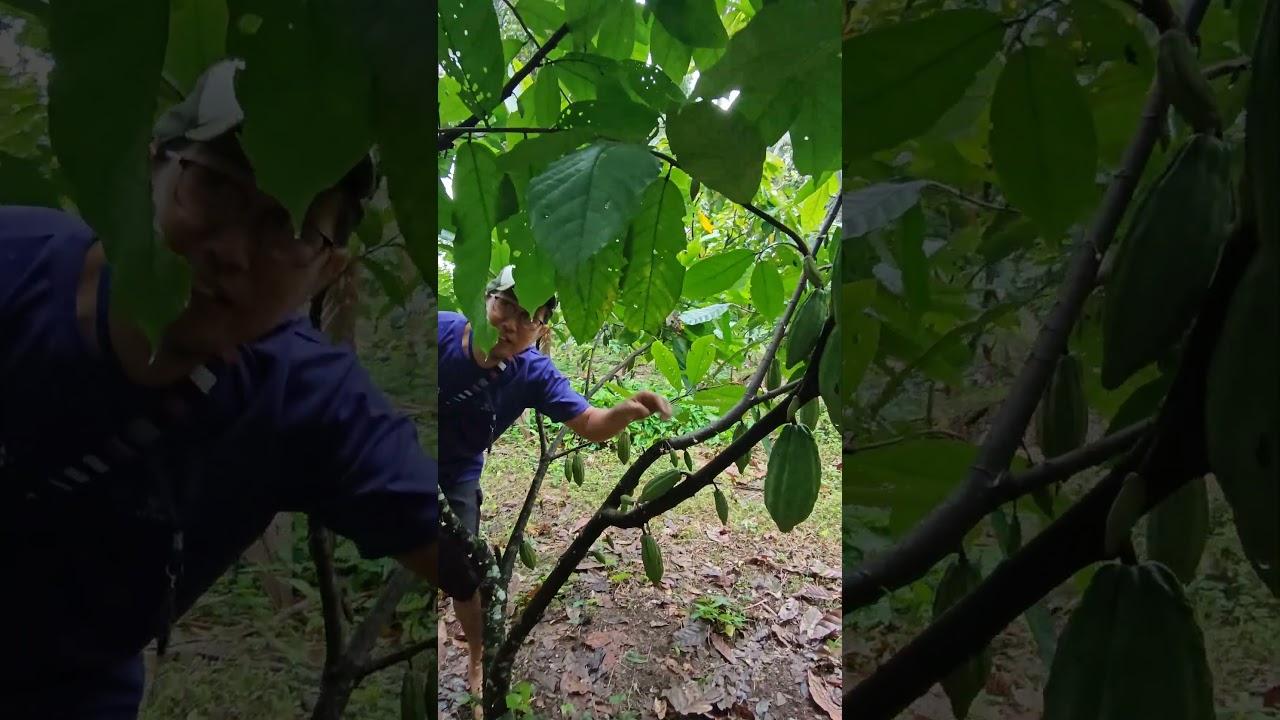 open center pruning