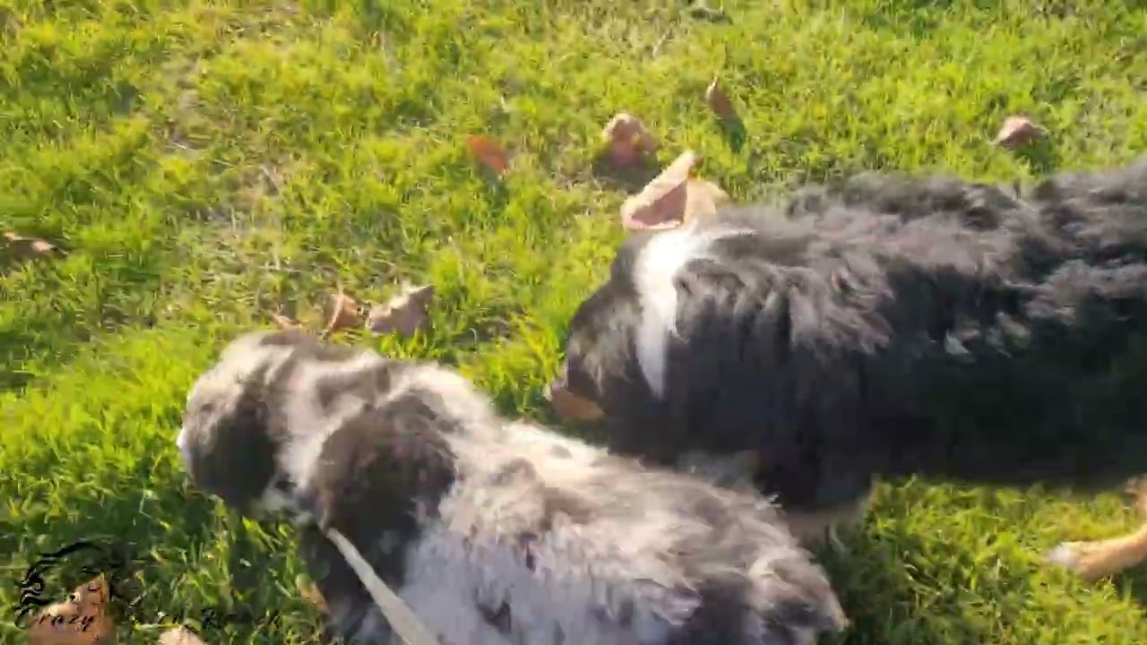 Carlisle from Twilight litter | Crazy Patch MAS 
