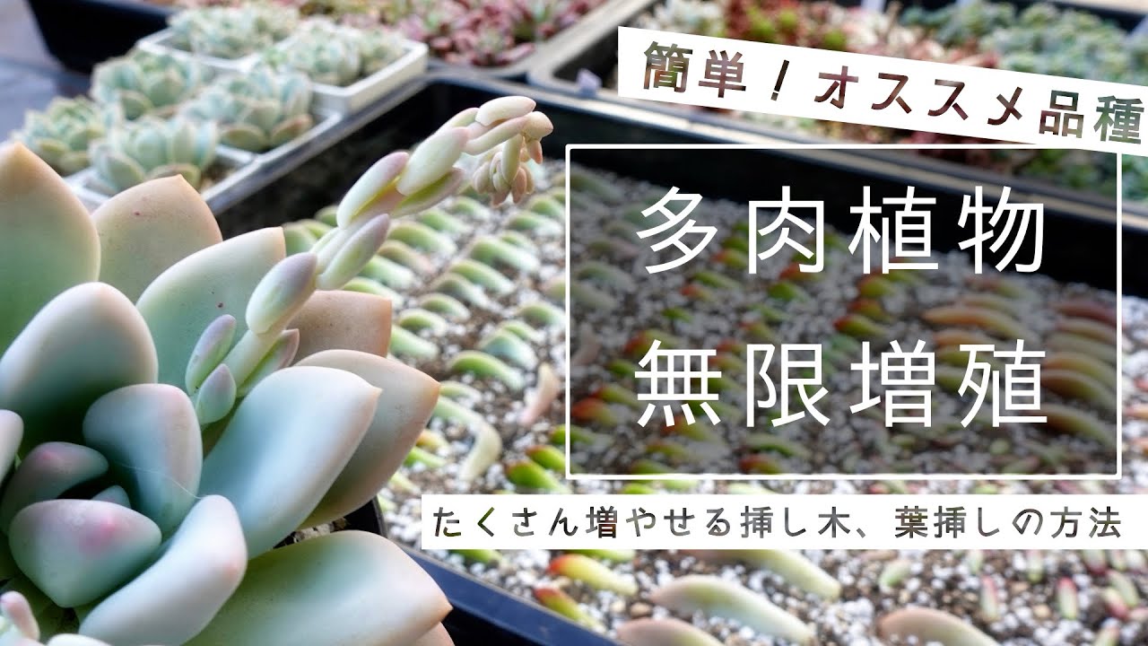 【春がチャンス！】たくさん増やせる挿し木、葉挿しの方法【多肉植物】