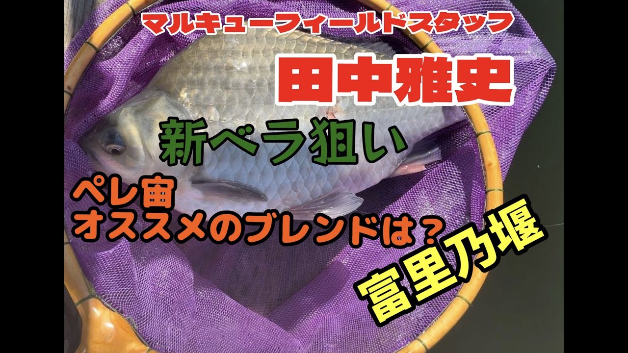 11/22新ベラ放流2日後の富里乃堰！