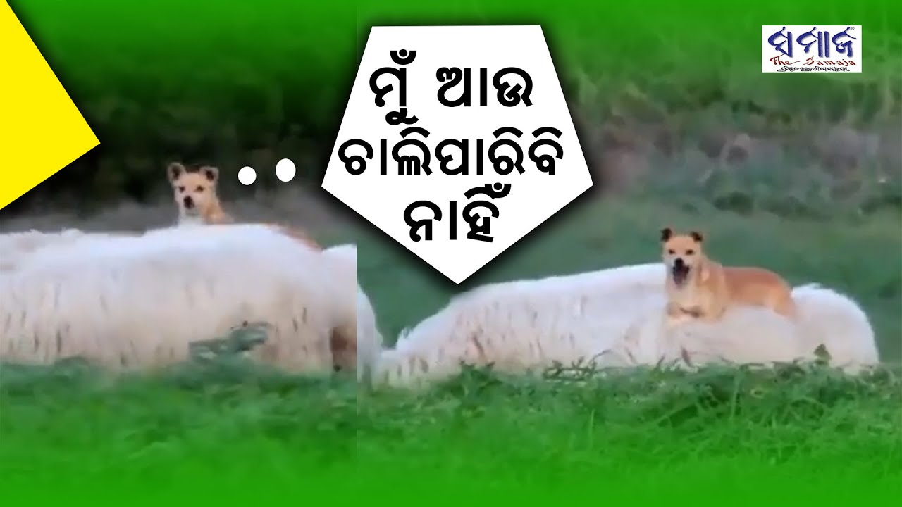ଖଟ ନ ମୁଣ୍ଡାଇ ମୁଣ୍ଡ ଖଟାନ୍ତୁ || Not hard ,work smart || Samajalive ||