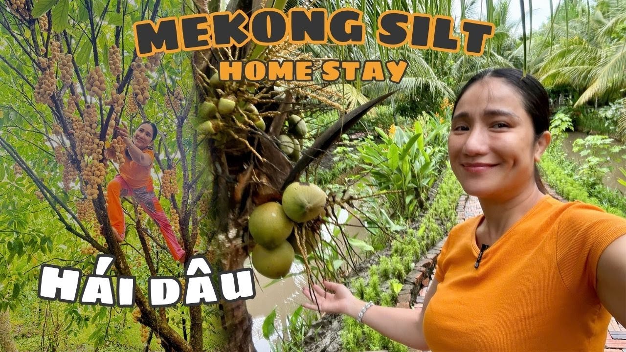 CÁT TƯỜNG trổ tài LEO CÂY tại vườn dâu tại MEKONG SILT CẦN THƠ!!!