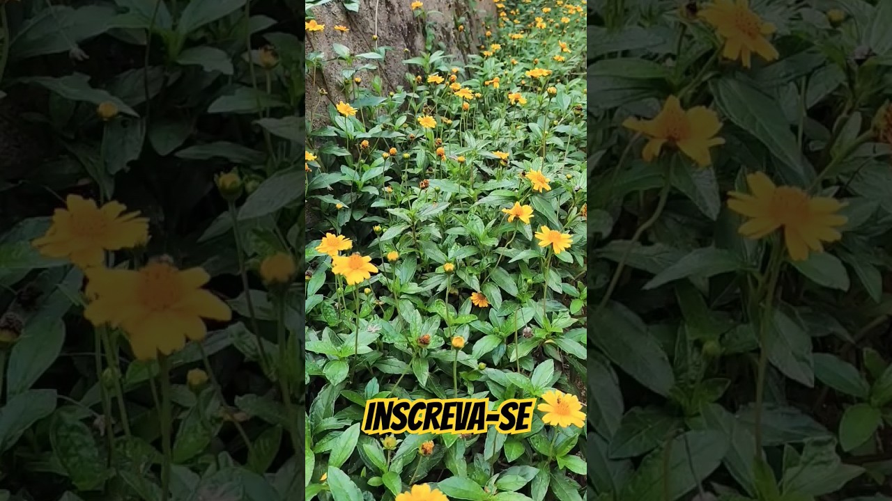 HELIOPSIS🌼MARGARIDA #margarida #flores #plantas #plants #plant #naturephotography #natureza #shorts