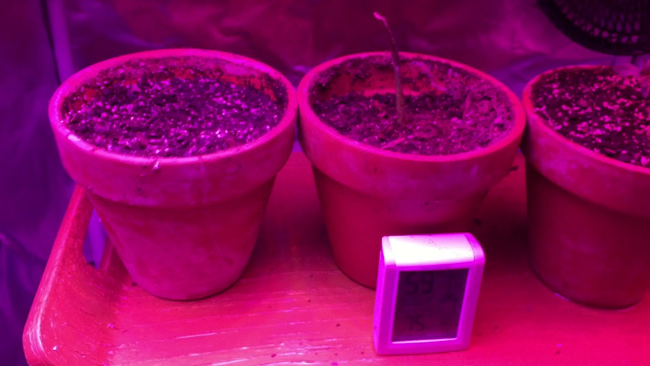 MMJ Harvest Fail (First Time Grow)