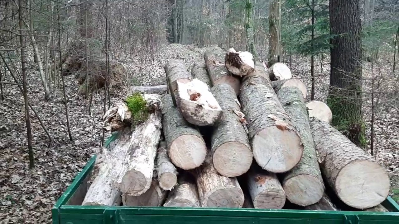 Fahrt mit Steyr N182a durch Wald