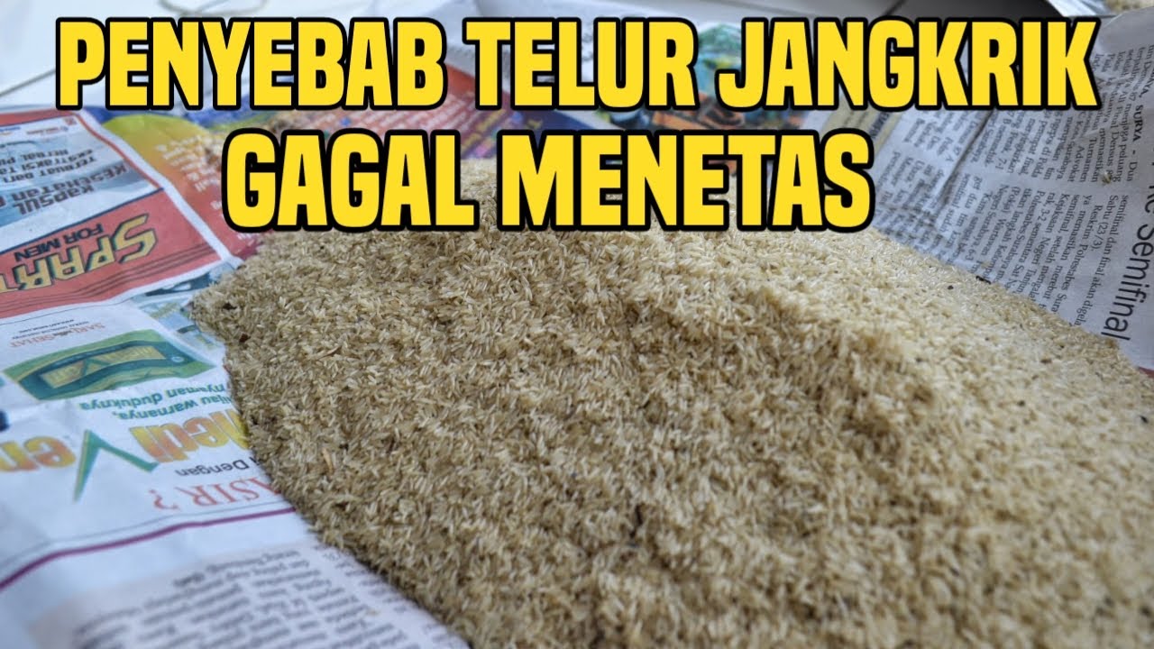 Penyebab Telur jangkrik gagal menetas penyebab kerugian para peternak jangkrik pemula