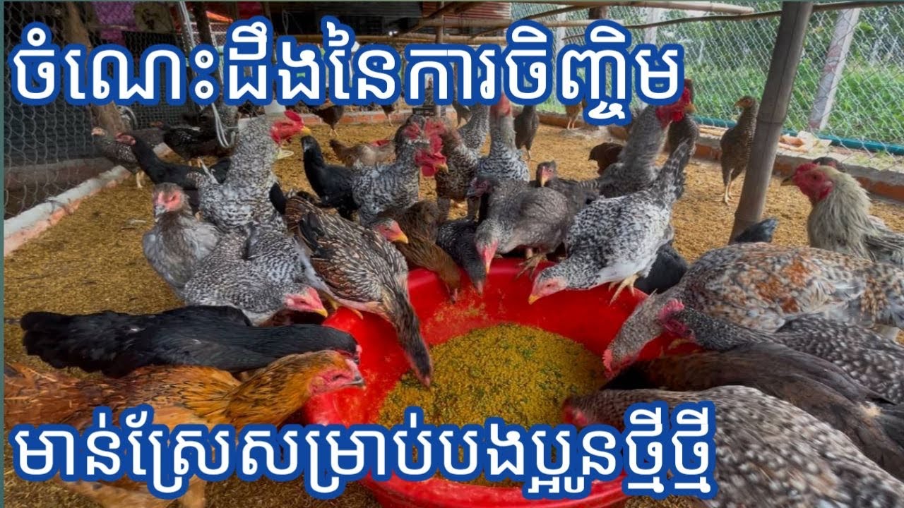 ចំណេះដឹងនៃការចិញ្ចិមមាន់ស្រែសម្រាប់បងប្អូនថ្មីថ្មី។តេឡេក្រាម077504459