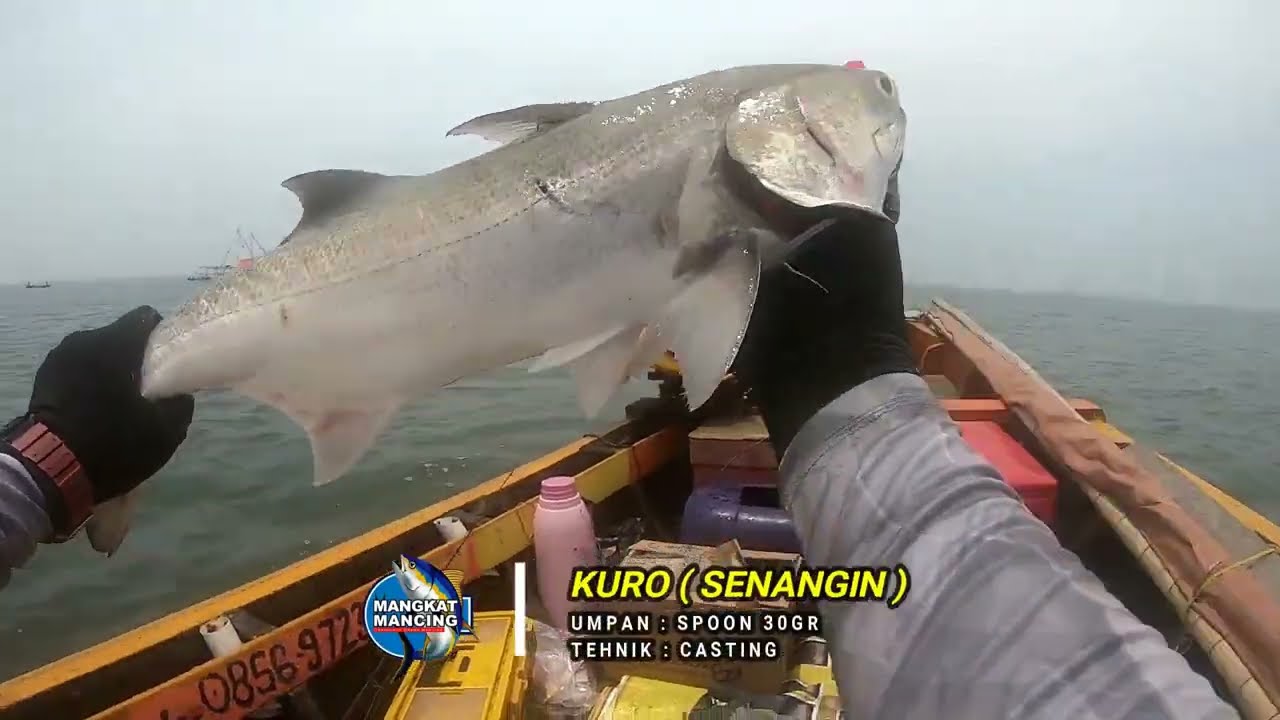HAMPIR JADI KORBAN KEGANASAN IKAN INI..!! MANCING IKAN KURO / SENANGIN DI MUARA PONDOK 2 - BEKASI