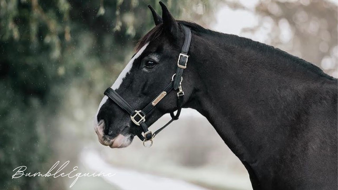Till Forever Falls Apart | Equestrian Edit