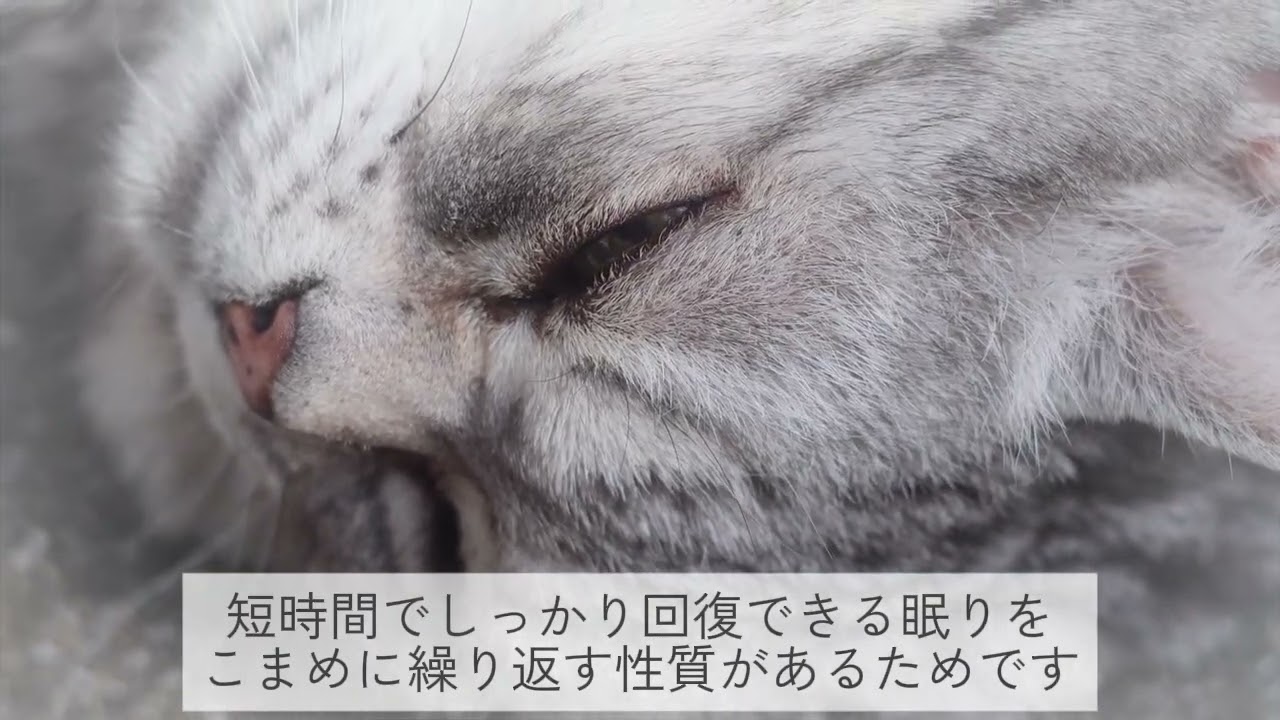 【猫の睡眠時間について】ペットリフォームのセラフ榎本
