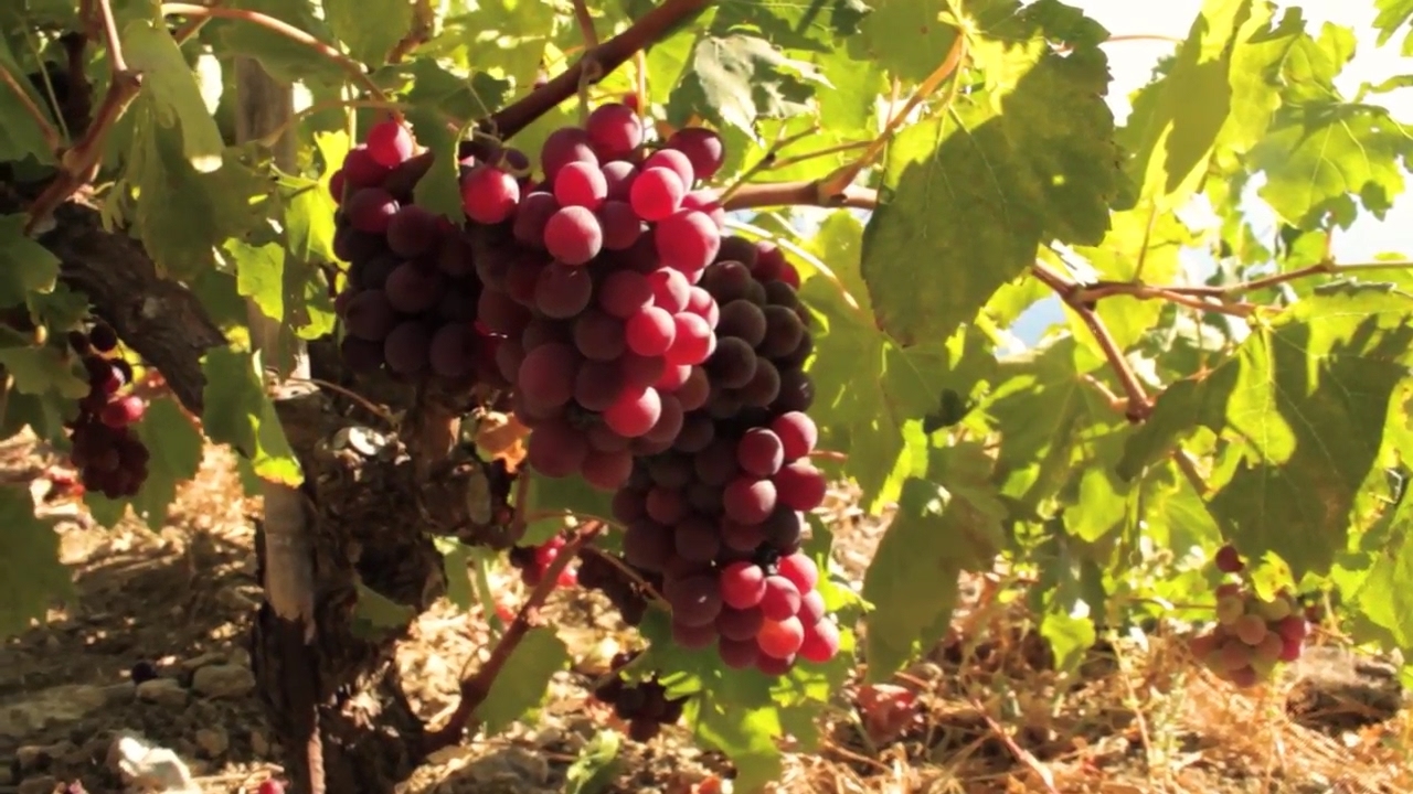 Πράμνιος οίνος, το κρασί της Ικαρίας - Pramnios oenos, the Ikarian wine