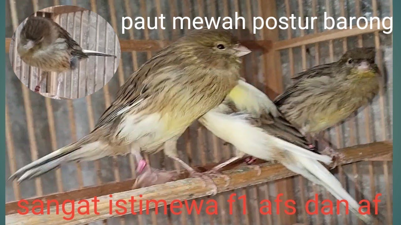 pautan mewah postur besar barong banyak pilihan  F1 afs dan af