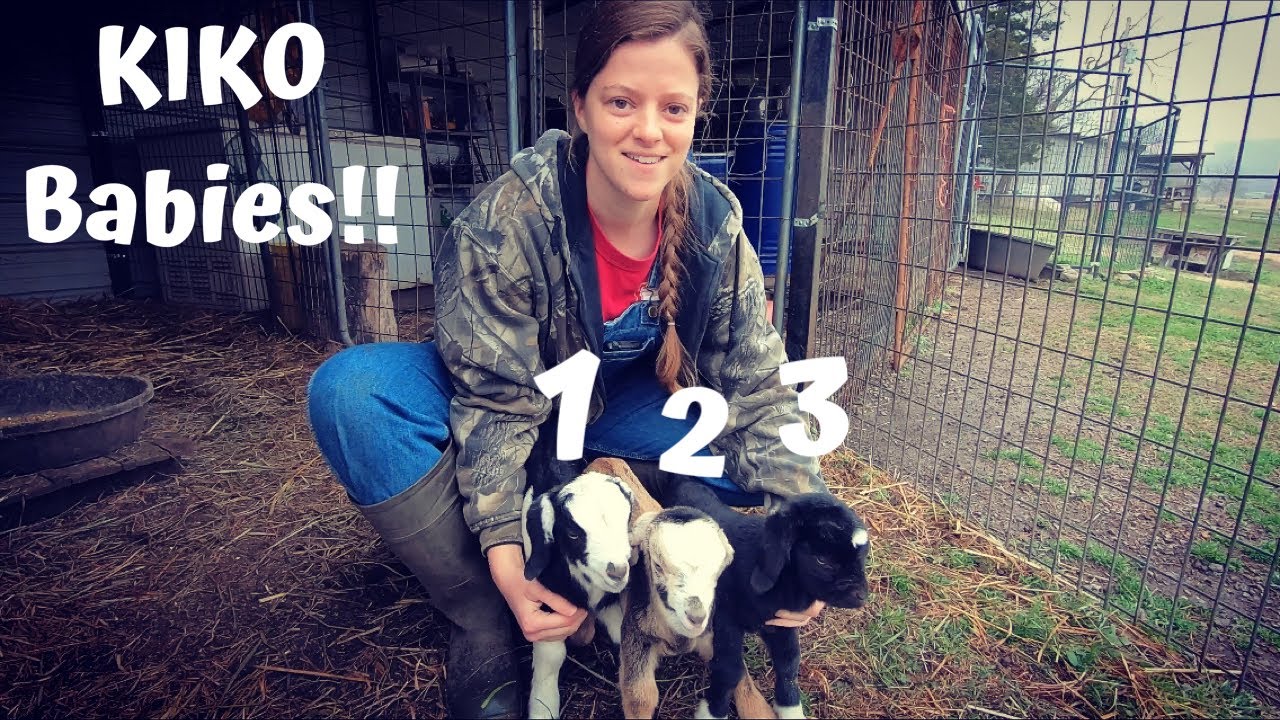 KIKO GOATS!! | New Babies On The Farm!