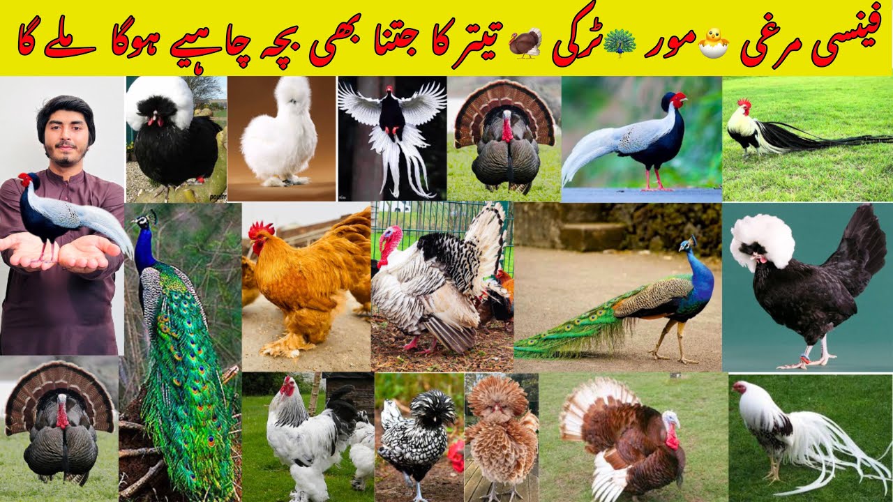 Fancy hen 🐣 Pecock 🦚 Turkey bird 🦃 Titer  ma Jutna Be Bacha Chaya ho ga mil jaye ga 🎁🎁