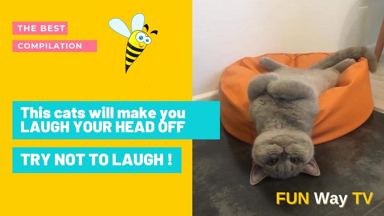 This cats will make you LAUGH YOUR HEAD OFF 😹 | TRY NOT TO LAUGH😂 | Very funny Cats compilation 2021
