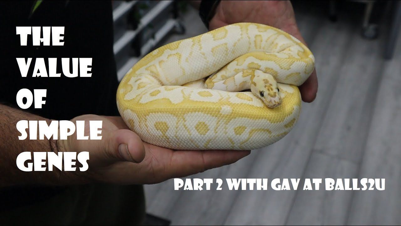 The Value of Simple Genes with Gav at Balls2U - part 2