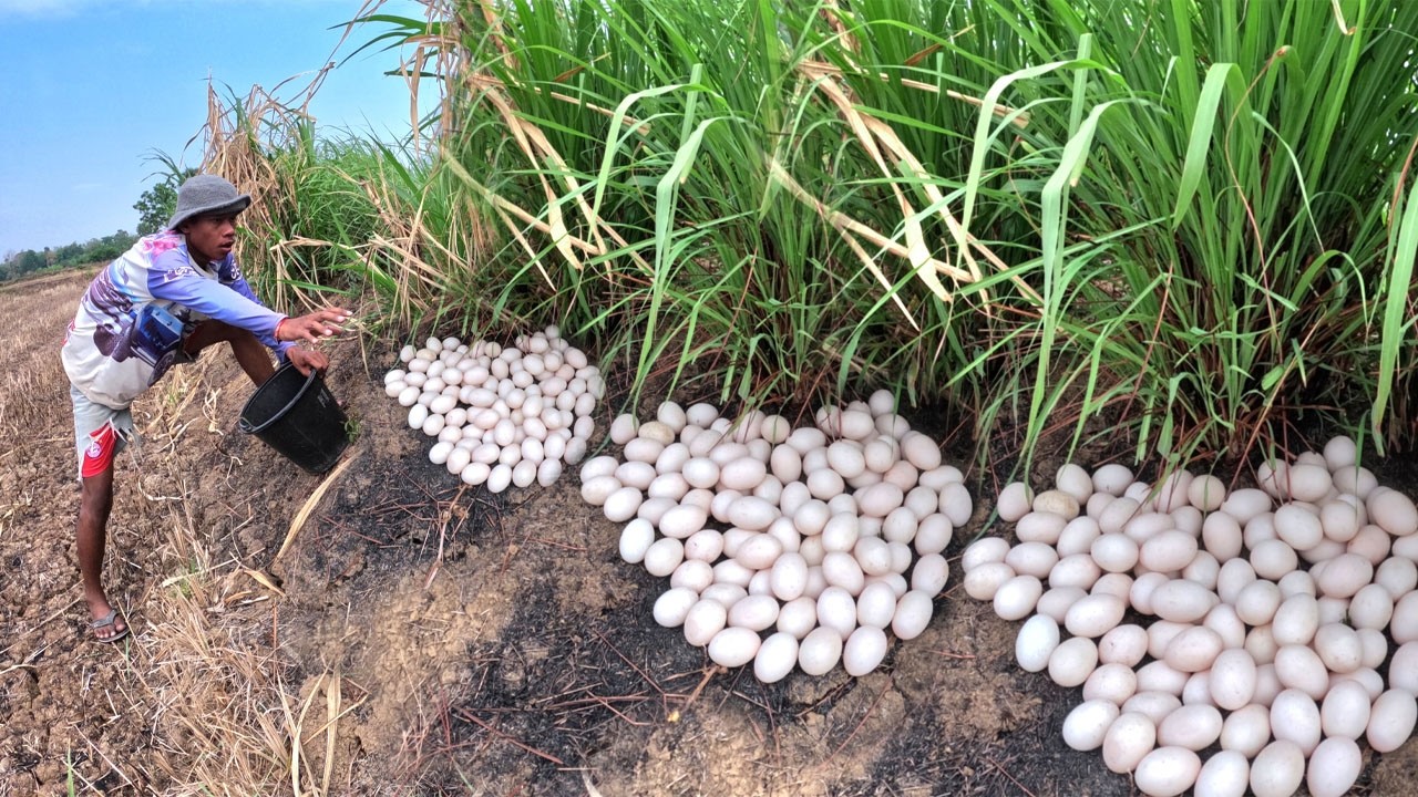 Wow Top Video - Skills farmer pick a lot of duck eggs under grass pick by lucky hand