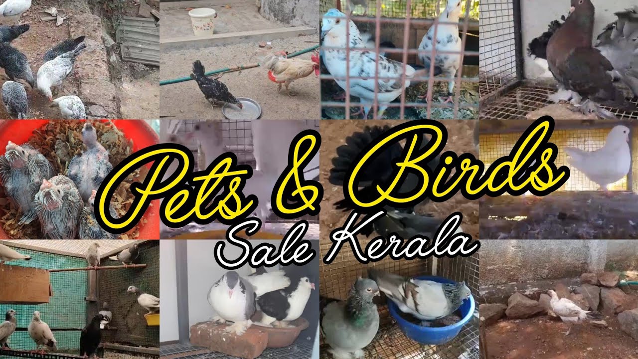 💖Pigeon😁Birds❤️Cat🤣Dogs😍Low Rate Pigeon Sale Kerala🤩Nadan pravu sale💗parava sale kerala💗Puppys sale😌