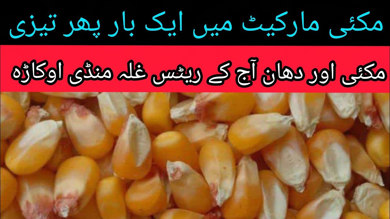 DHAN PRICE TODAY OKARA MANDI MAIZE RATE TODAY OKARA MANDI PUNJAB 08.03.2026