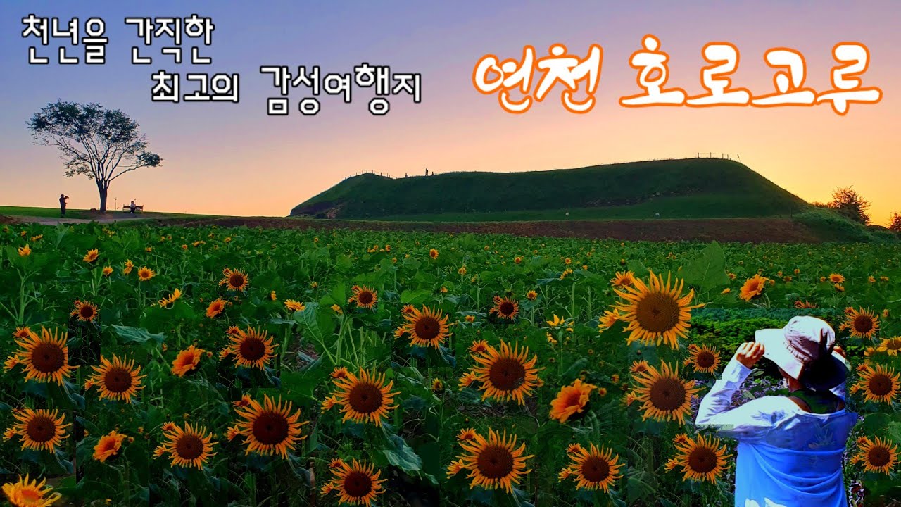 🌻 최고의 감성여행지로 연천 호로고루를 추천합니다. 해바라기축제,가을여행,9월 추천여행지,당일여행.가족여행,힐링여행,korea.