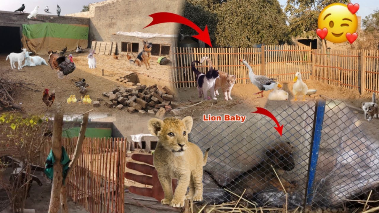 Finally Pet House 🏡 Complete kar lia🥹||Lion Baby