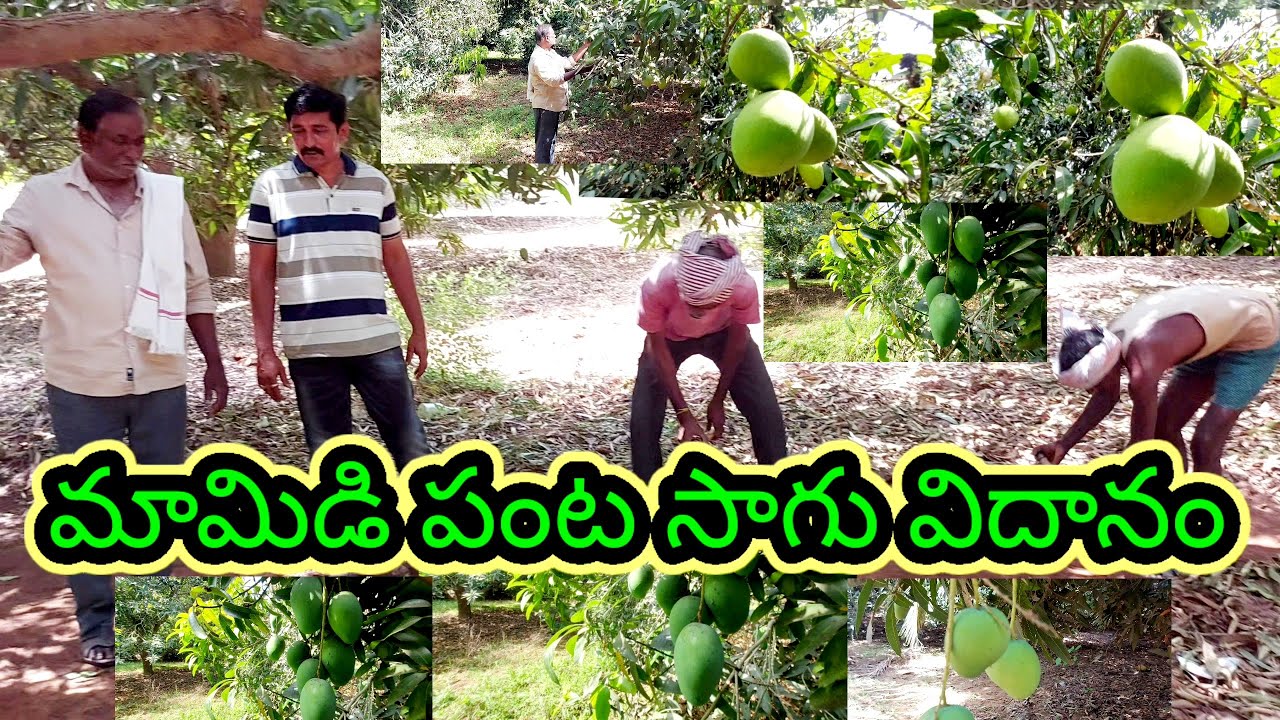 Mamidi thota | mango trees farming in telugu | mango trees cultivation |success story | vvr telugu