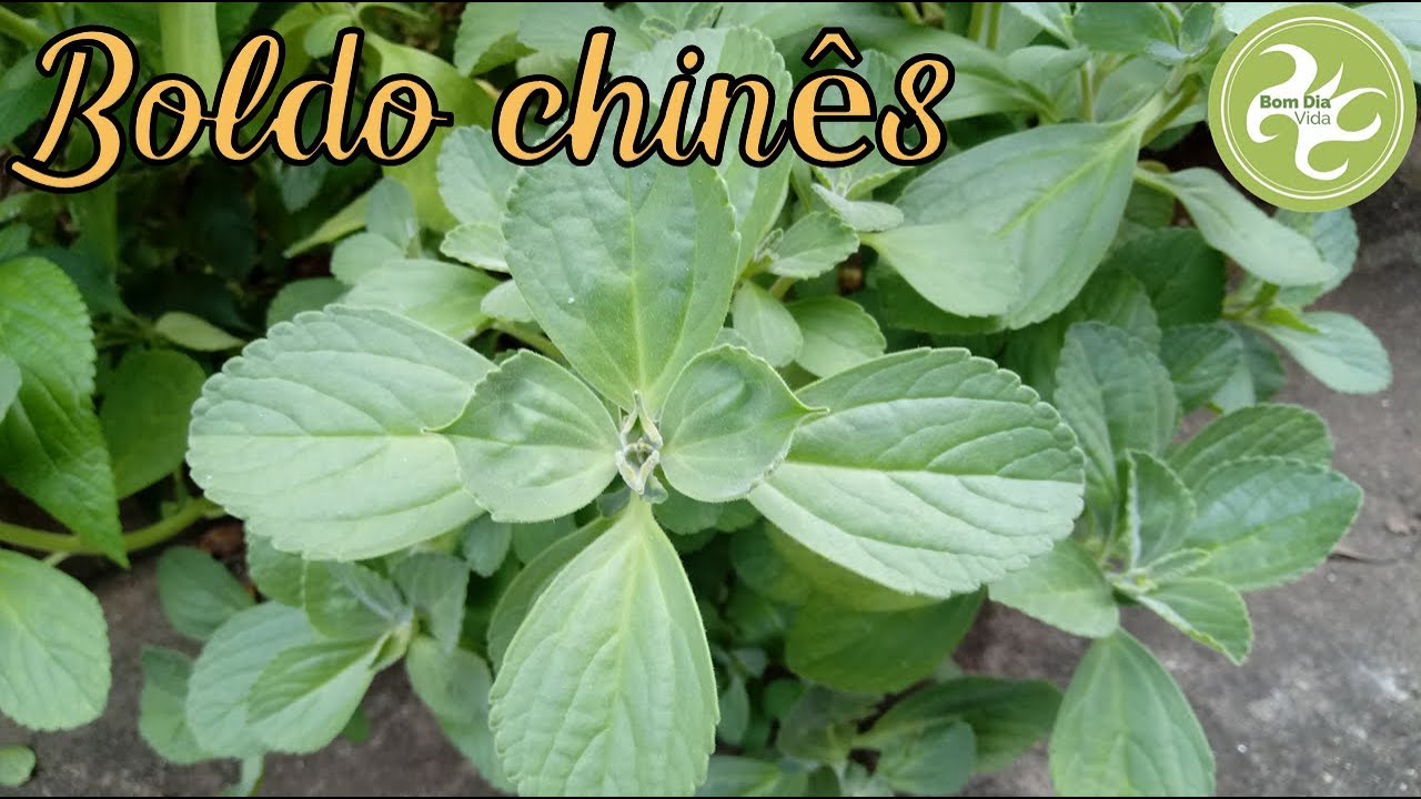 BOLDO CHIN&Ecirc;S: O BOLDINHO QUE &Eacute; AMIGO DO SEU F&Iacute;GADO