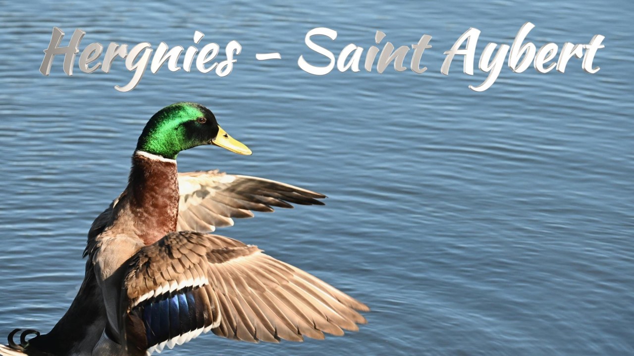 au fil de l'eau    HERGNIES   SAINT AYBERT