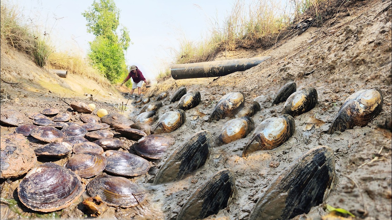 Wow It's Amazing, I found a lot of Big Clam in mud of Canal in Dry Water.