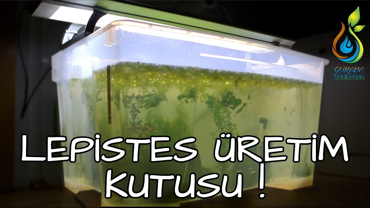 Lepistes Üretim Kutusu (Mini Havuz) Kurulumu + Su Altı Çekimi / Guppy Breeding Box Setup