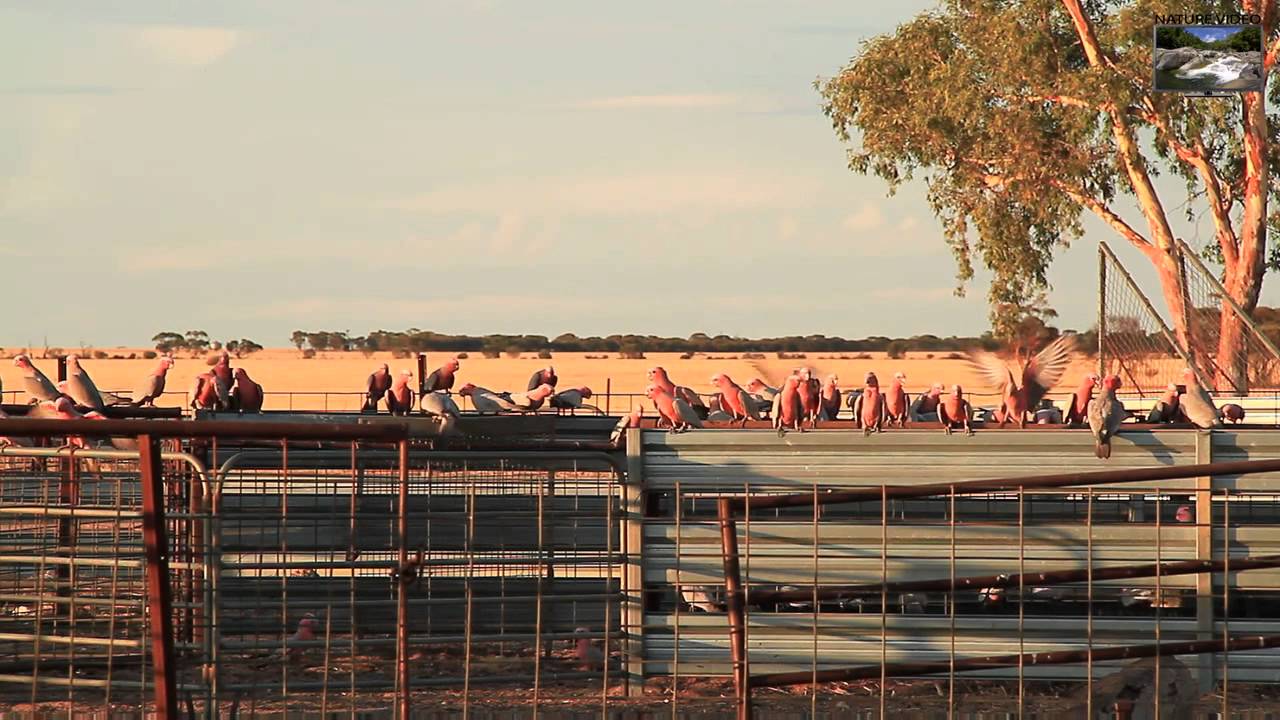 Pink and Gray Galahs Down On The Farm Nature Video