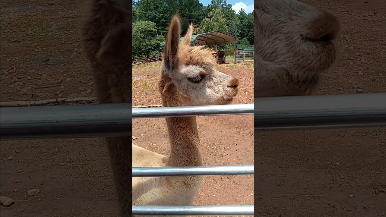 We spent the day at North Georgia Wildlife Park and Safari in Cleveland, GA. Here is a new friend!