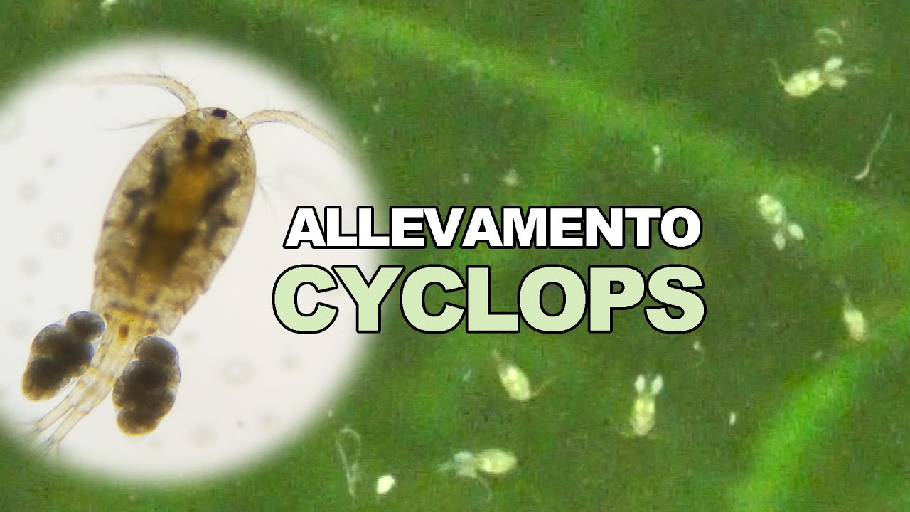 Come allevare i CYCLOPS : Guida Completa