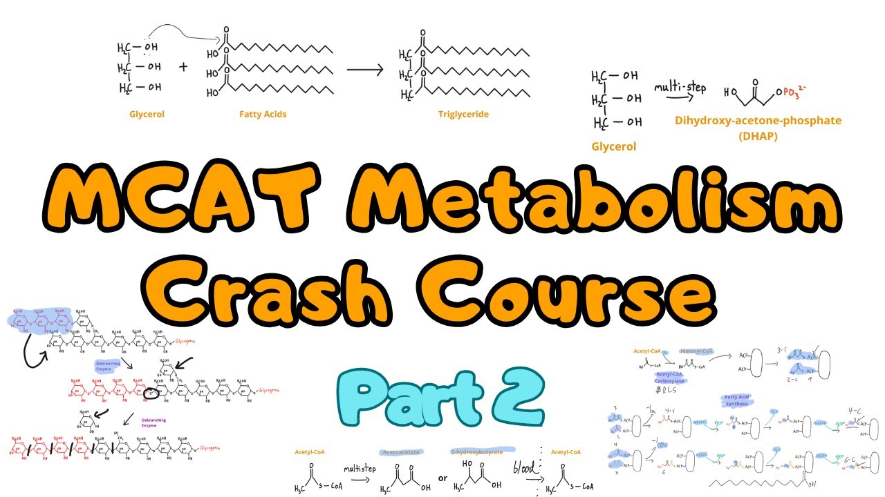 MCAT Metabolism Crash Course (Part 2): Complete Overview of The Fed and Fasting States