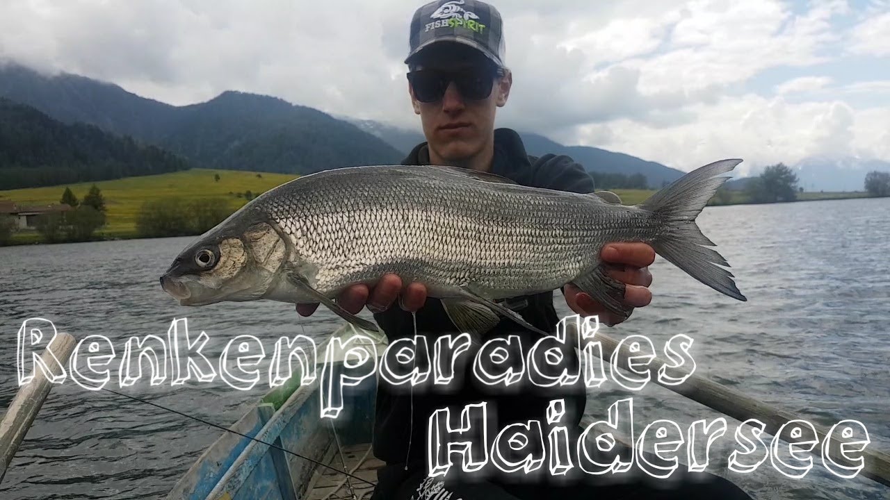 Renkenparadies Haidersee / Angeln auf KAPITALE Felchen (Drone Shots)