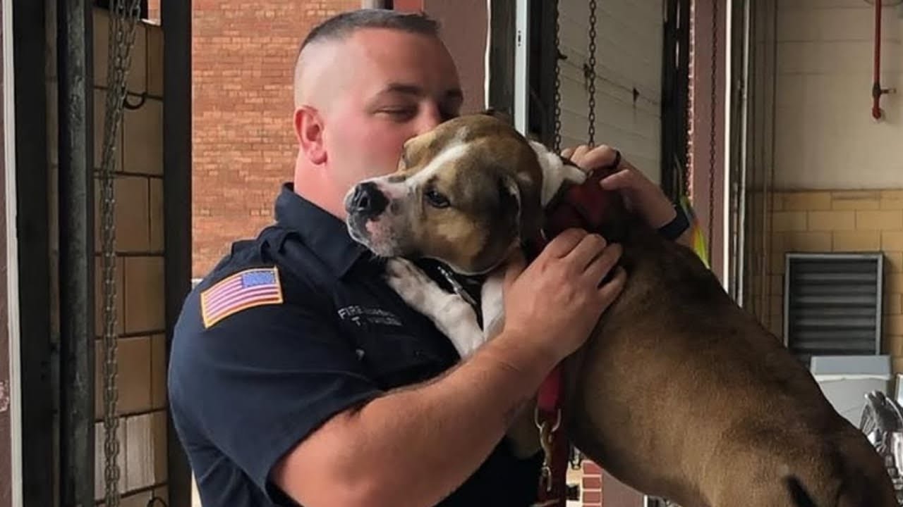 This pit bull was rescued from dogfighting and is now saving lives.