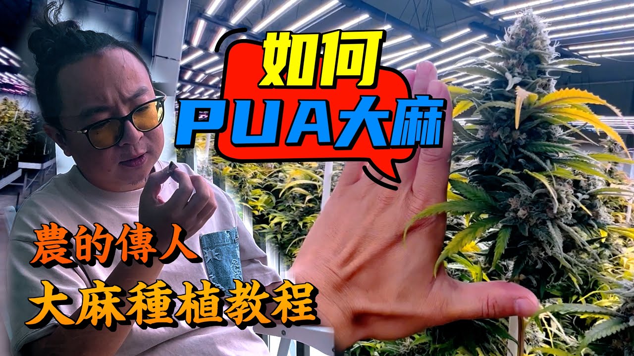 《大麻的種植與收穫》（馬上學會種植大麻！）