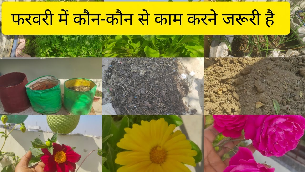 फरवरी के अंत तक  सारे काम कर लीजिए गार्डन में#terrace gardening#garden ideas#kumudvlogs 
