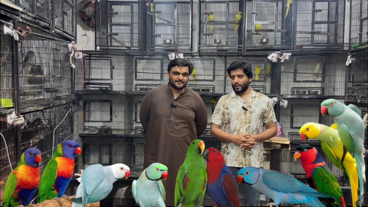 Multan Birds Market Rasheedabad 06 Marach 2026 | pakistan bird market | birds Vally | youns khan