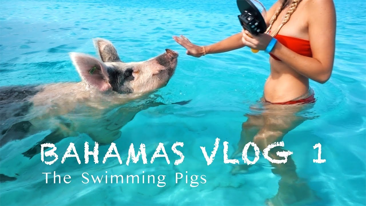 Ausflug zu den echten Bahamas Schwimm-Schweinen 🐷| BAHAMAS VLOG #1
