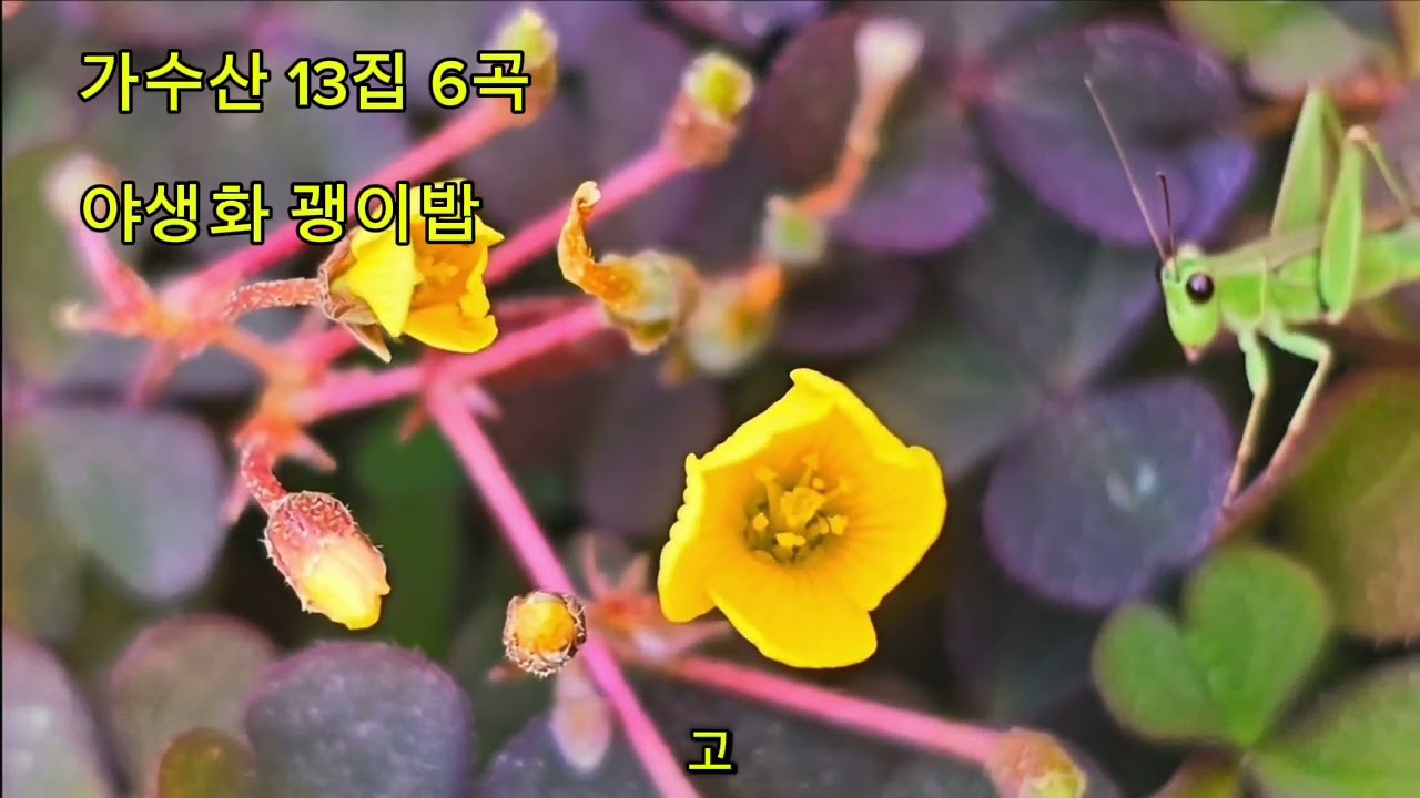 🌸가수산 13집 6곡 🎵야생화 괭이밥 