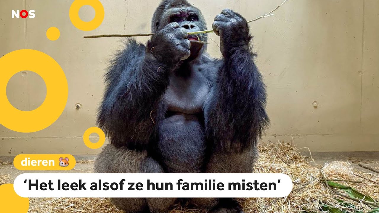 Hoe gaat het met de Nederlandse gorilla's die nu in China leven?
