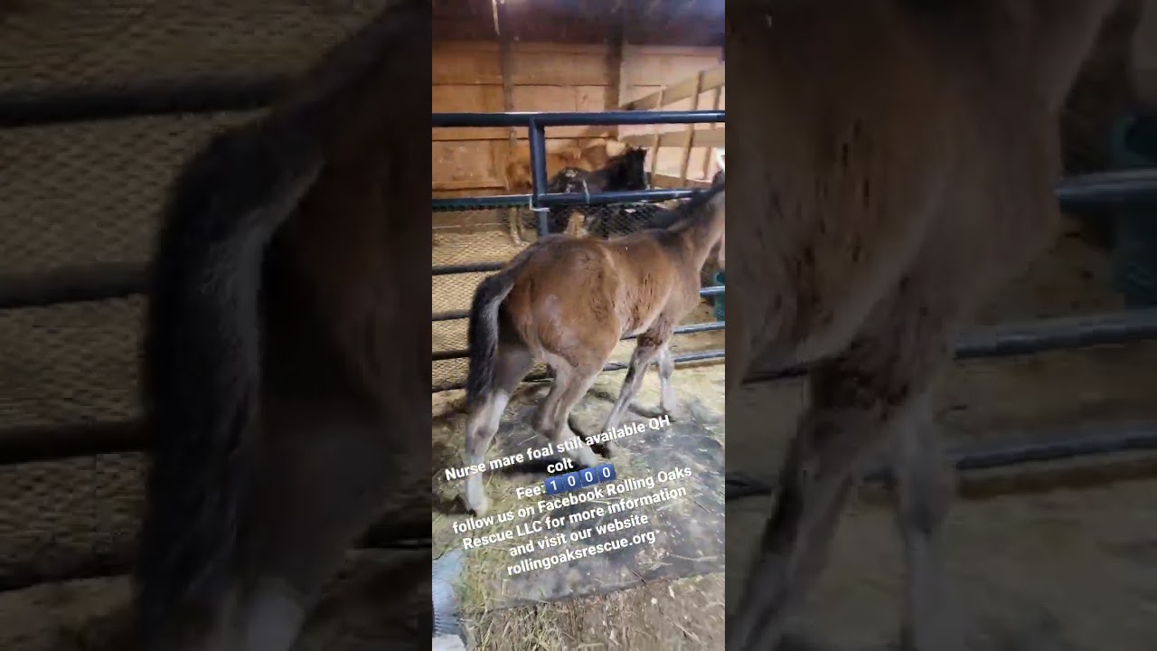 Nurse Mare Foals QH COLT DOB 3-11-2023