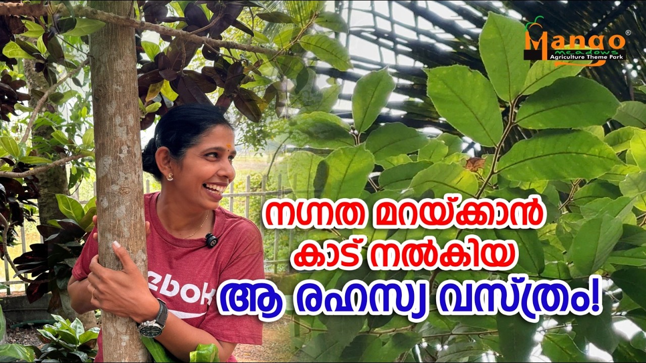 മരവുരി അണിഞ്ഞ ഉടൽ, പ്രകൃതി നെയ്ത വിസ്മയം! #video #mangomeadows #maravuri​ #upastree​ ​