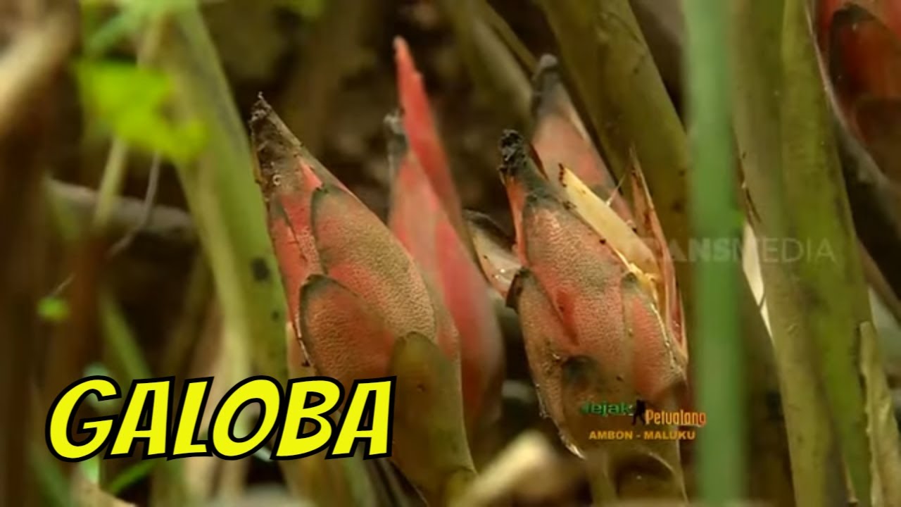Rani Patricia Mencari Buah Galoba | JEJAK PETUALANG (07/08/21)