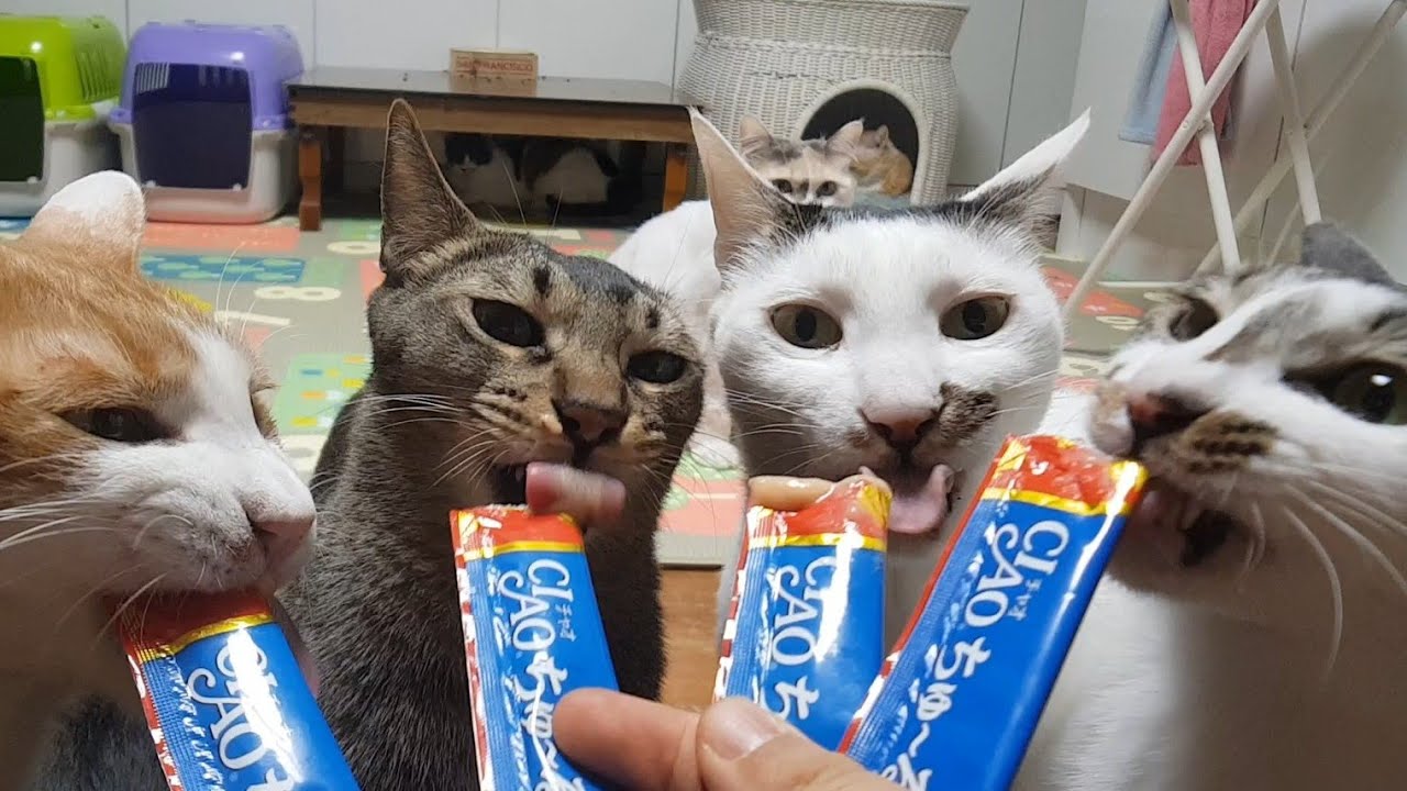 츄르 한꺼번에 주기 권법!