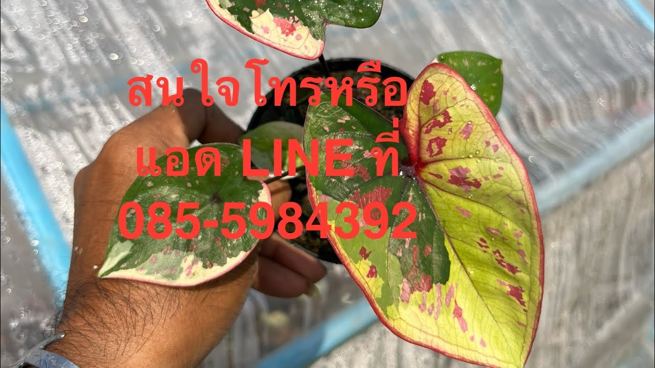 26-1-26แบ่งปันบอนสีสวยๆครับ สนใจโทรหรือแอด LINE ที่ 085-5984392