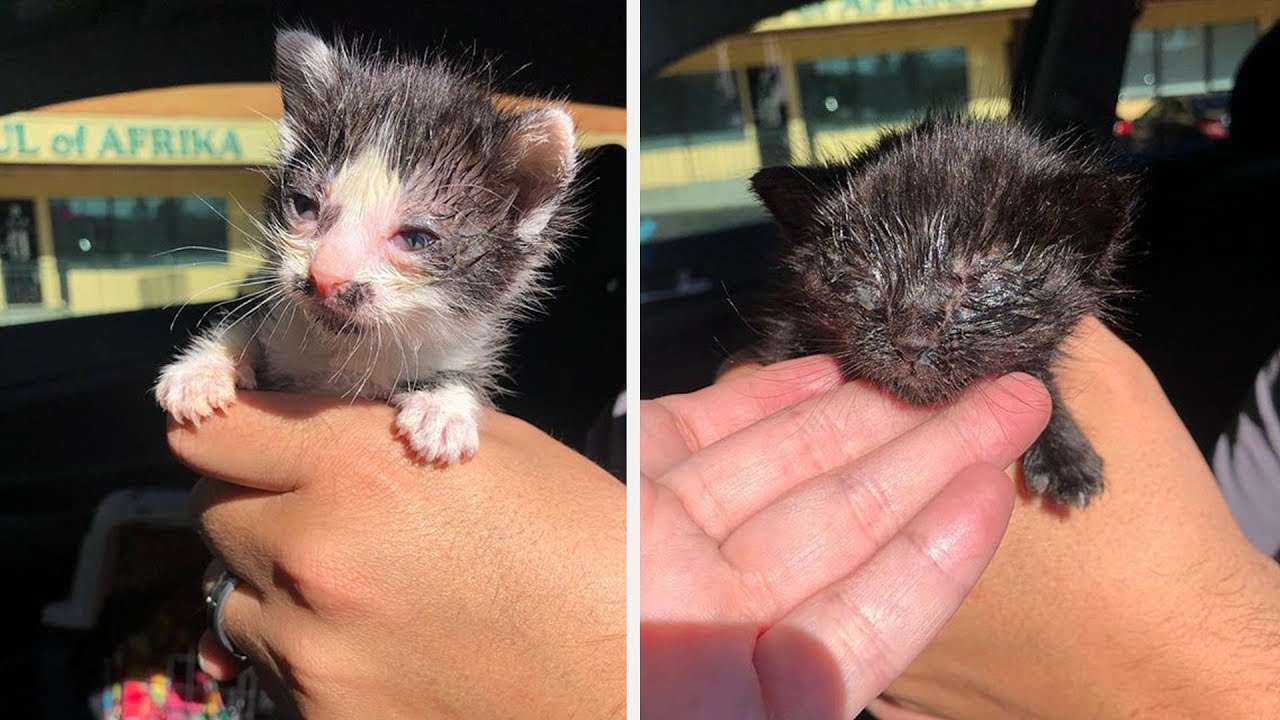 Miracle Transformation of Two Little Kittens Were Thrown Out with the Trash