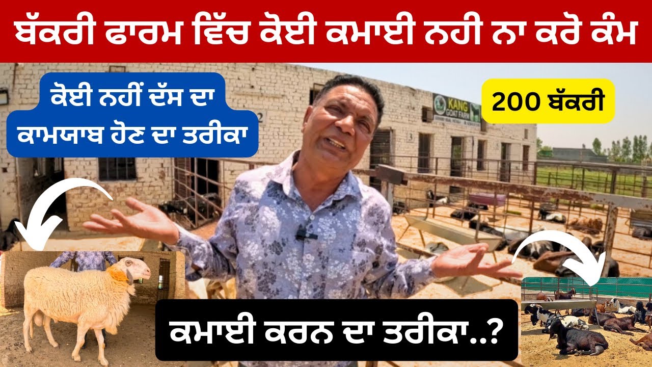 ਬੱਕਰੀ ਫਾਰਮ ਇਕ ਘਾਟੇ ਦਾ ਕਾਰੋਬਾਰ ਆ,,ਸੁਣੋ ਕੁਝ ਰਾਜ ਜੇ ਕਮਾਈ ਕਰਨੀ ਆ ਬੱਕਰੀਆਂ ਤੋਂ
